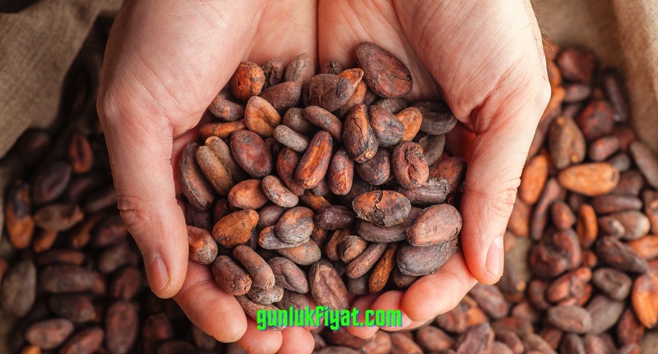 Toz haline getirilmeye hazırlanan kakao çekirdekleri.