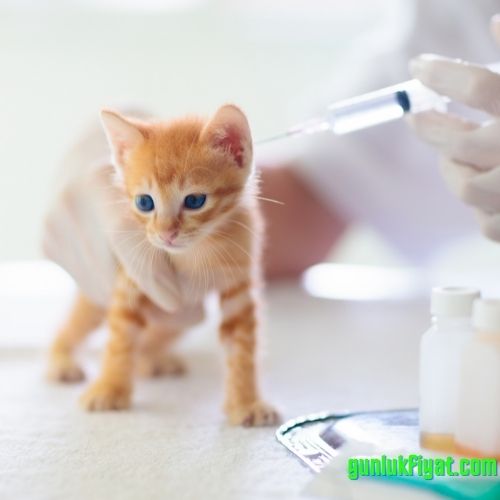 Kedi karma aşı fiyatı