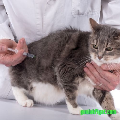 Kedi FIV aşısı fiyatı