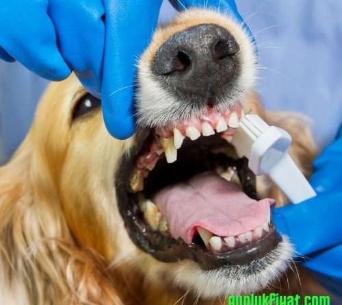 Köpek diş çekimi fiyatları
