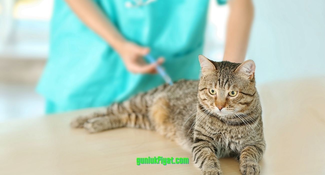 Kedi iç dış parazit aşısı fiyatı 2022