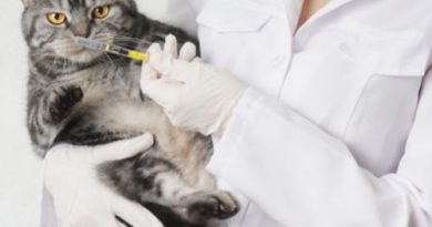 Kedi İç Dış Parazit Aşısı Fiyatı
