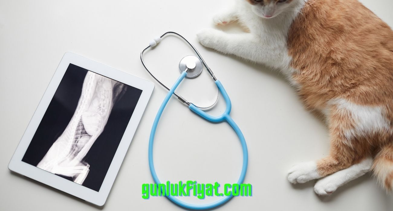 Kedi akciğer röntgeni fiyatı