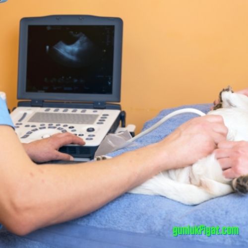 Kedi ultrason fiyatı