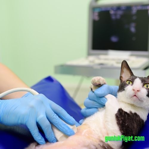 Kedi ultrason fiyatı
