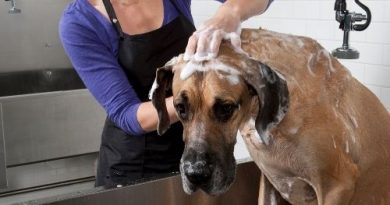 Köpek yıkama ücreti